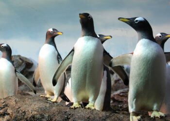 Nieuwe invulling voor oud pinguïnverblijf in Duitsland: tropisch leefgebied