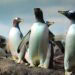 Nieuwe invulling voor oud pinguïnverblijf in Duitsland: tropisch leefgebied