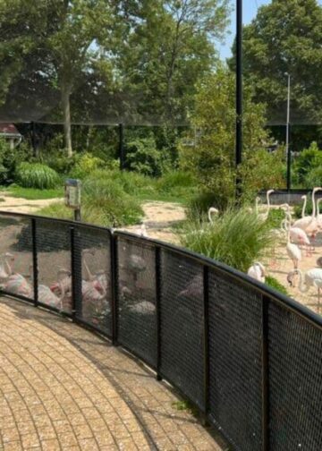 Diergaarde Blijdorp gaat flamingoverblijf voor 20.000 euro aanpassen