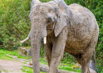 Geen olifanten meer in dierentuin vlak bij Nederland: hele groep vertrekt