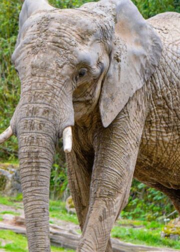 Geen olifanten meer in dierentuin vlak bij Nederland: hele groep vertrekt