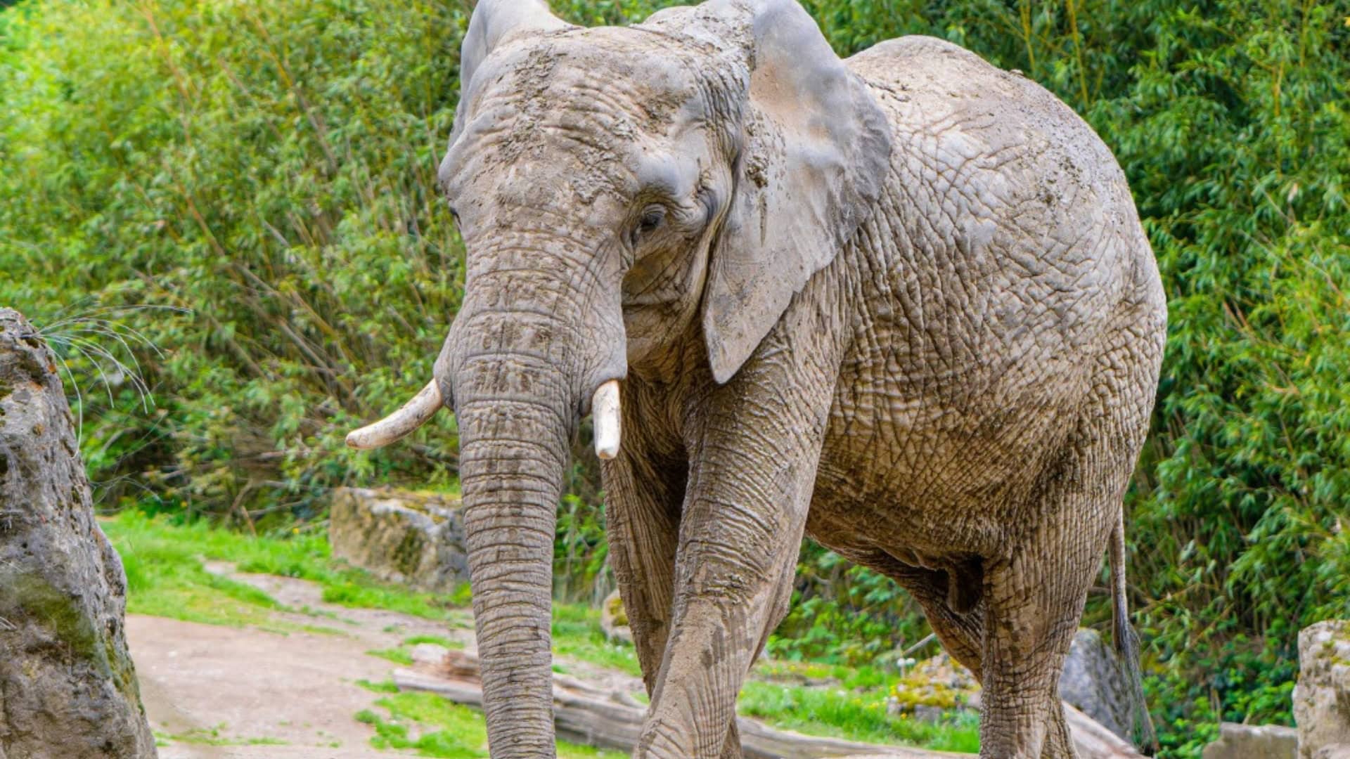 Geen olifanten meer in dierentuin vlak bij Nederland: hele groep vertrekt
