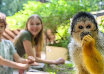 Apenheul bouwt nieuw dierverblijf, maar dit keer niet voor apen