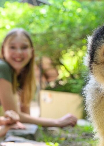 Apenheul bouwt nieuw dierverblijf, maar dit keer niet voor apen