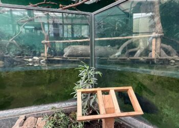 Luiaardverblijf in Ouwehands Dierenpark blijkt ongeschikt: diersoort weggehaald