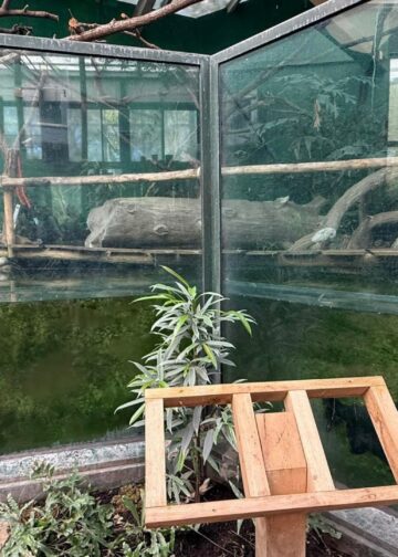 Luiaardverblijf in Ouwehands Dierenpark blijkt ongeschikt: diersoort weggehaald