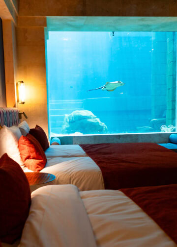 Overnachten in grootste tropische kas ter wereld: Pairi Daiza opent reserveringen voor rest van 2026