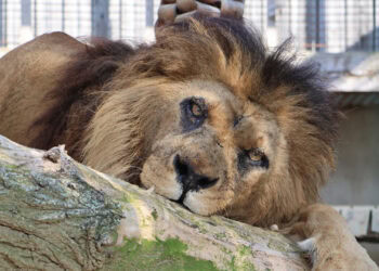 Oudste leeuw van Europa overleden