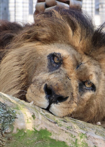 Oudste leeuw van Europa overleden