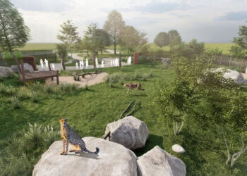 Plannen voor nieuwe cheetafokkerij mét mogelijk hotelkamers