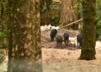 Artis toont nieuwe diersoort in voormalig wilde hondenverblijf: visayawrattenzwijnen