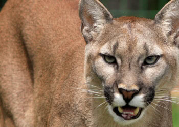 Belangrijkste dierentuinen van Europa gaan stoppen met poema’s