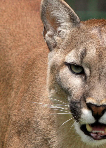 Belangrijkste dierentuinen van Europa gaan stoppen met poema’s