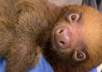 Genadeklap voor nieuwe dierentuin: luiaards weggegeven, faillissement aangevraagd