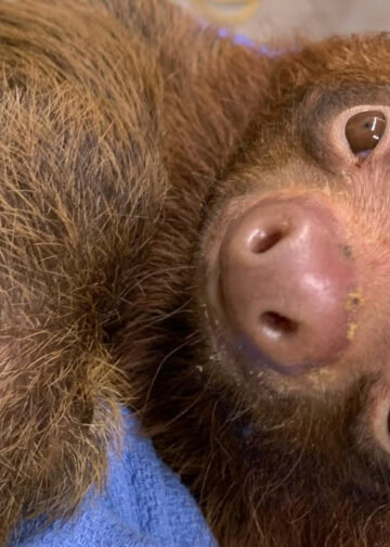 Genadeklap voor nieuwe dierentuin: luiaards weggegeven, faillissement aangevraagd