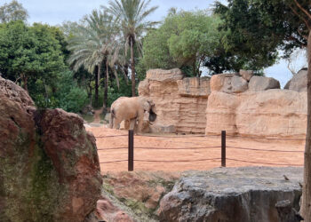 Olifant steekt soortgenoot dood in Spaanse dierentuin