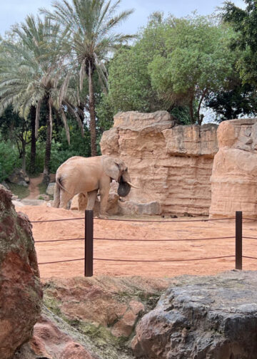 Olifant steekt soortgenoot dood in Spaanse dierentuin