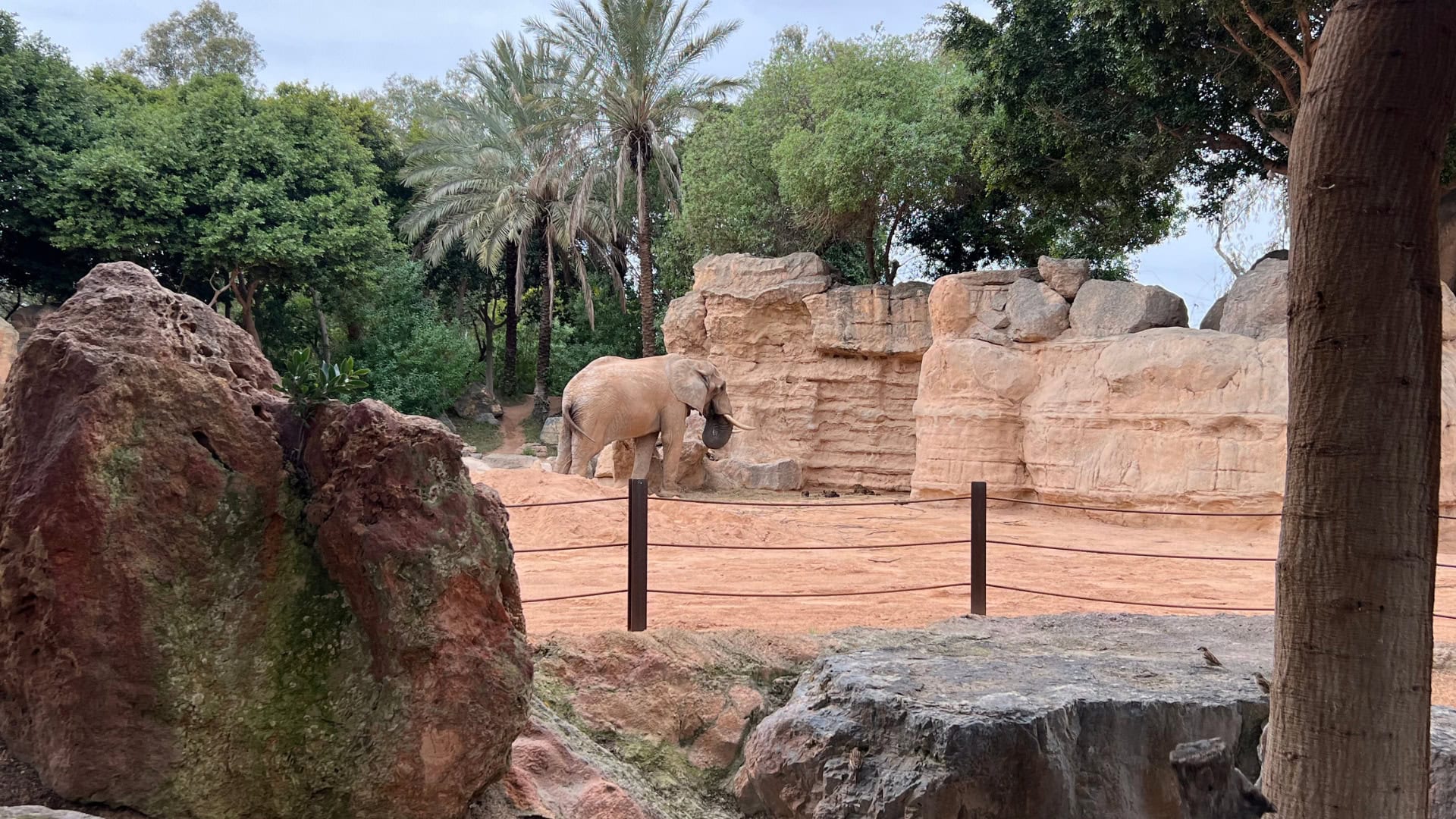 Olifant steekt soortgenoot dood in Spaanse dierentuin