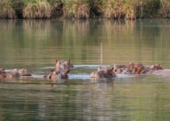 Miljardair wil overtollige nijlpaarden van Pablo Escobar opvangen