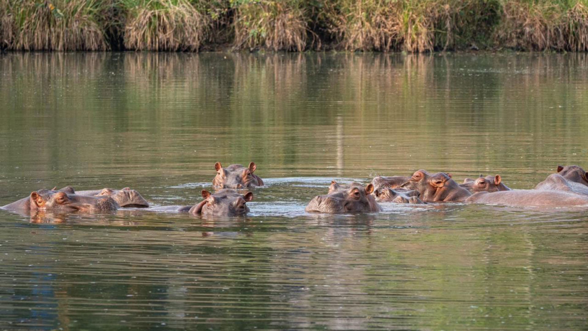 Miljardair wil overtollige nijlpaarden van Pablo Escobar opvangen