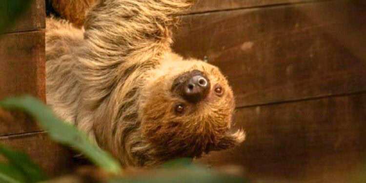 Beeld: Joost Ridder e.a.