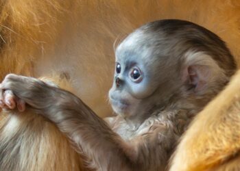 Voor het eerst stompneusaapjes geboren in twee bekende Europese dierentuinen