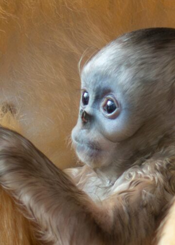 Voor het eerst stompneusaapjes geboren in twee bekende Europese dierentuinen