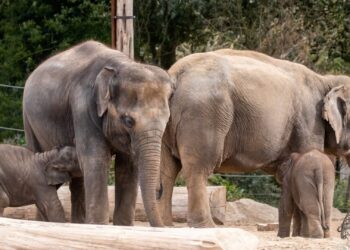 Inteelt-olifant sterft kort na geboorte in Belgische dierentuin Pairi Daiza