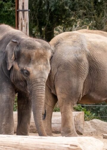 Inteelt-olifant sterft kort na geboorte in Belgische dierentuin Pairi Daiza