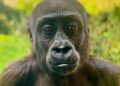 Diergaarde Blijdorp neemt afscheid van gorilla’s, maar krijgt toch een nieuwe groep