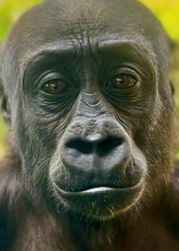 Diergaarde Blijdorp neemt afscheid van gorilla’s, maar krijgt toch een nieuwe groep