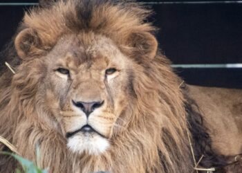 Dierenpark Hoenderdaell mag geen lid worden van EAZA