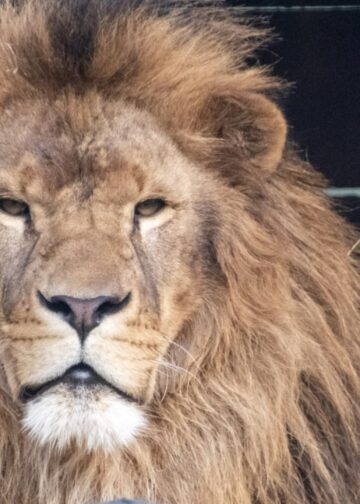 Dierenpark Hoenderdaell mag geen lid worden van EAZA