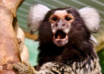 Dierentuineigenaresse walgt van Nederlandse regelgeving: ‘Kopen van dieren minder makkelijk’