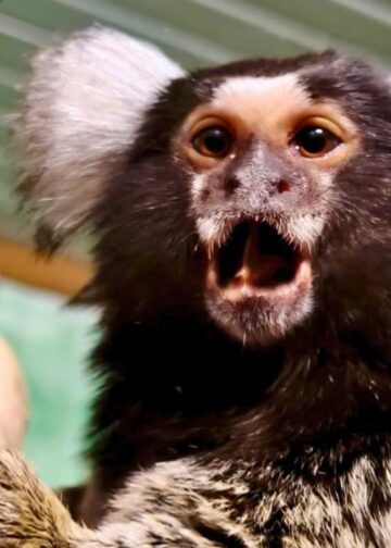 Dierentuineigenaresse walgt van Nederlandse regelgeving: ‘Kopen van dieren minder makkelijk’