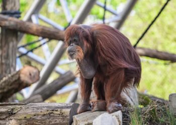 Historische dierentuin in centrum van Parijs houdt vast aan orang-oetans: nieuw verblijf geopend