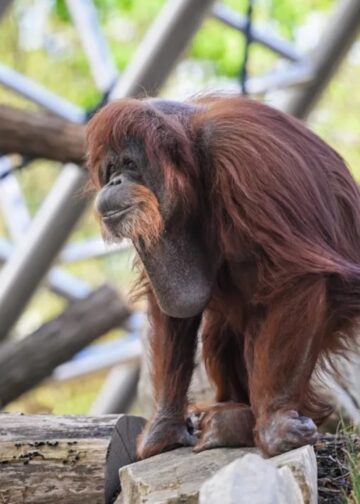 Historische dierentuin in centrum van Parijs houdt vast aan orang-oetans: nieuw verblijf geopend