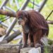 Historische dierentuin in centrum van Parijs houdt vast aan orang-oetans: nieuw verblijf geopend