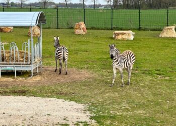 Nederlandse privédierentuin weer heel even open: nieuwe diersoorten en verblijven