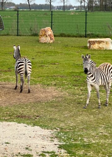 Nederlandse privédierentuin weer heel even open: nieuwe diersoorten en verblijven