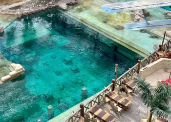 Pairi Daiza verwelkomt grote publiekstrekker voor Edenya: eerste zeekoe gearriveerd