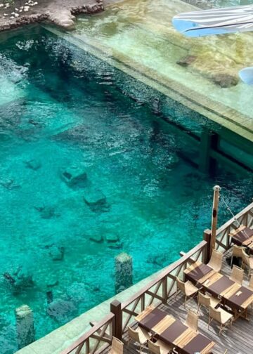 Pairi Daiza verwelkomt grote publiekstrekker voor Edenya: eerste zeekoe gearriveerd