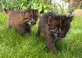 Maar zes in Europa: dierentuin fokt na twintig jaar met zeldzame goudkatten