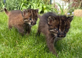 Maar zes in Europa: dierentuin fokt na twintig jaar met zeldzame goudkatten
