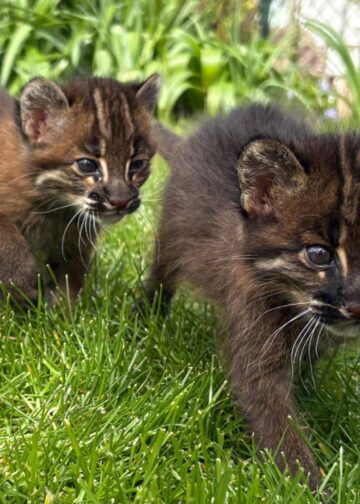 Maar zes in Europa: dierentuin fokt na twintig jaar met zeldzame goudkatten