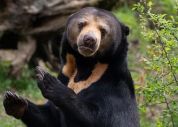 Drie problemen voor Maleise beer in dierentuinen: verhuizingen bij Burgers’ Zoo