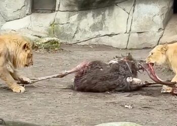 Struisvogel klikt niet met soortgenoten: opgevoerd aan leeuwen in dierentuin