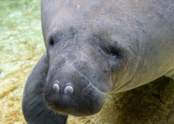 Pairi Daiza aast op nog meer zeekoeien: transport uit Polen staat gepland