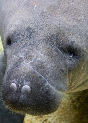 Pairi Daiza aast op nog meer zeekoeien: transport uit Polen staat gepland