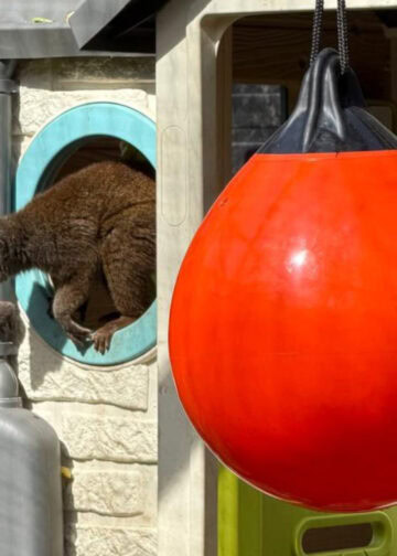 Opvallende keuzes in nieuw apenverblijf van Belgische dierentuin Pakawi Park